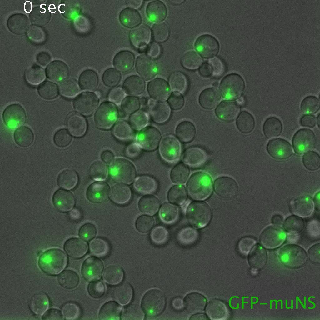 A pH-driven transition of the cytoplasm from a fluid- to a solid-like