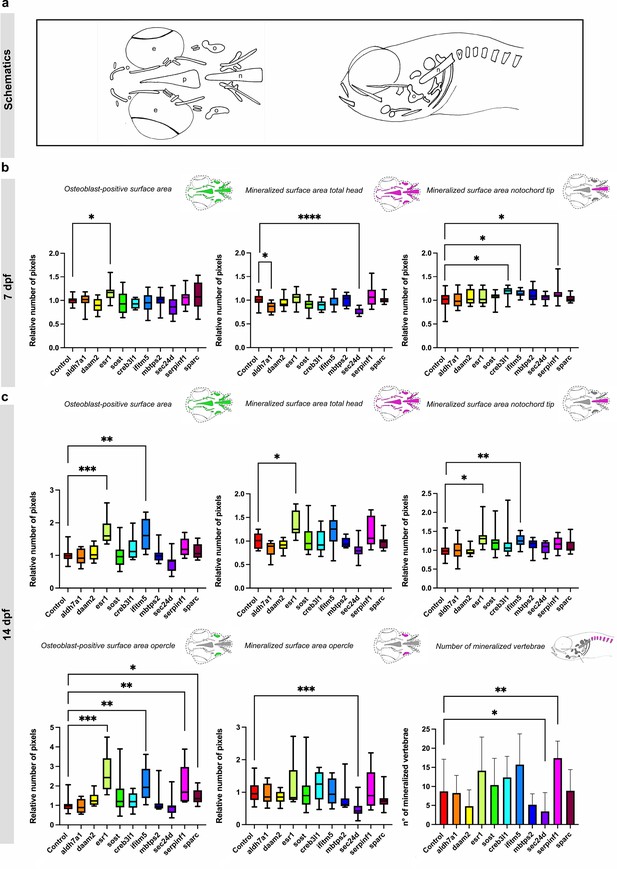 Crispant analysis in zebrafish as a tool for rapid functional screening ...