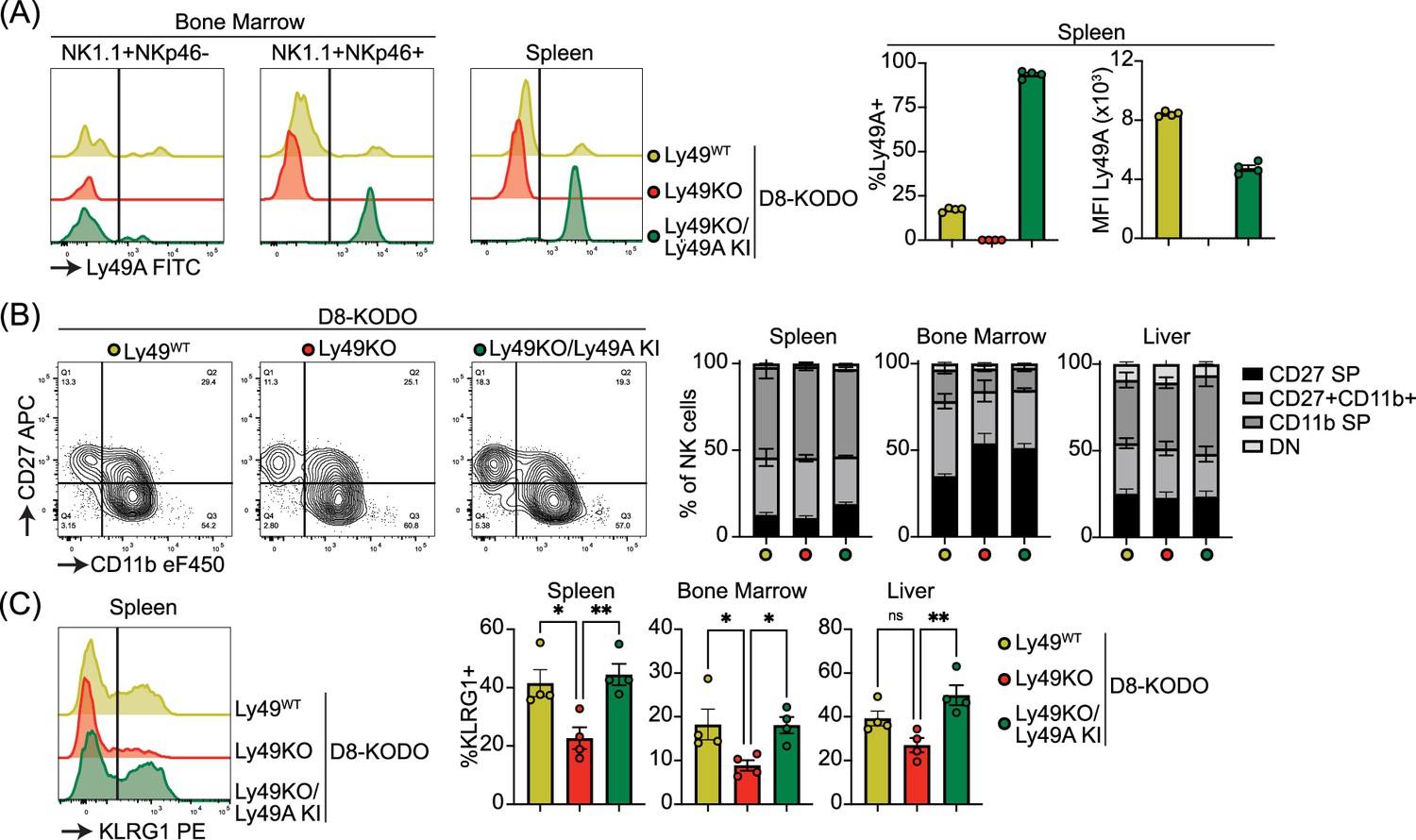 Expression of a single inhibitory member of the Ly49 receptor family is ...