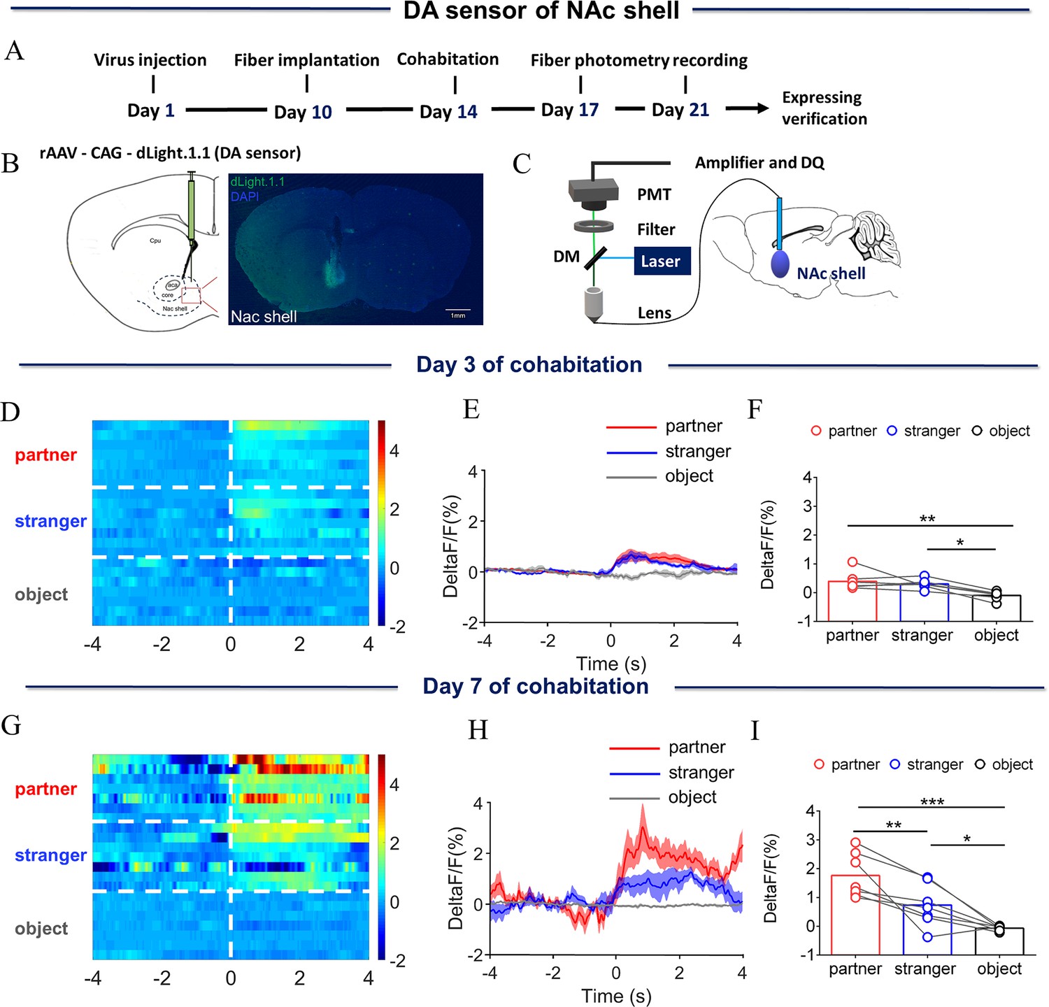 Different roles of D1/D2 medium spiny neurons in the nucleus