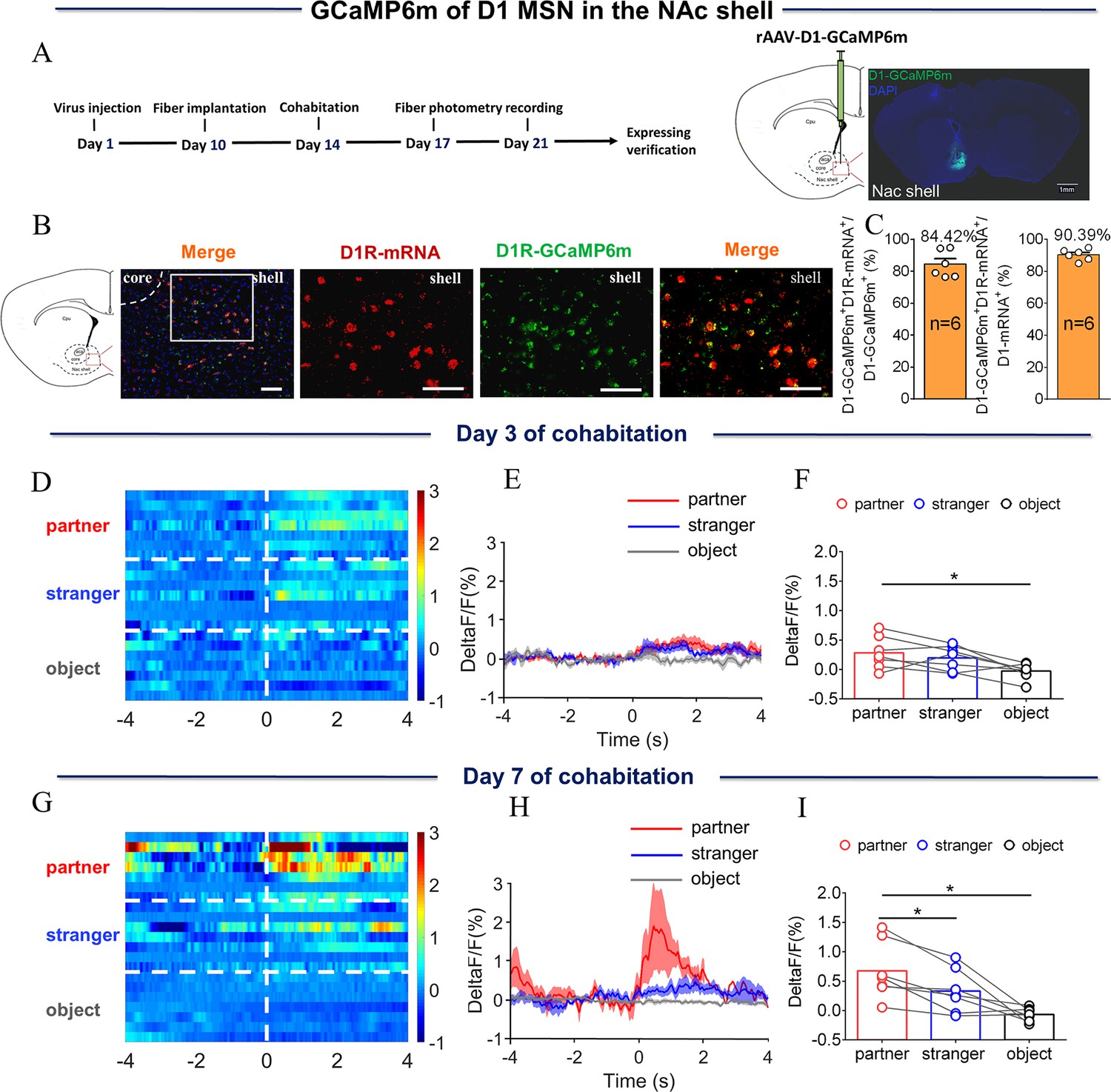 Different roles of D1/D2 medium spiny neurons in the nucleus