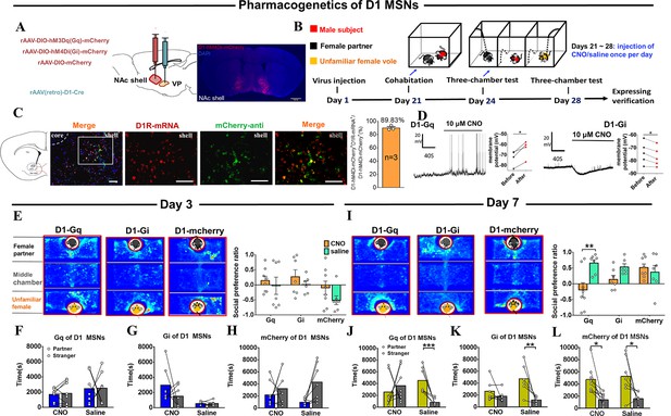 Different roles of D1/D2 medium spiny neurons in the nucleus