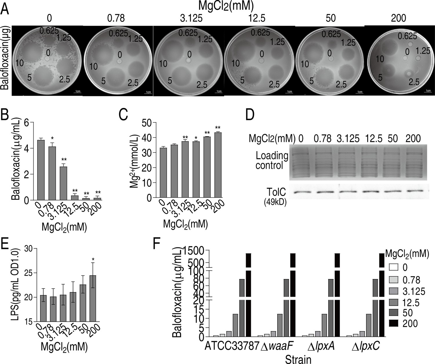 Magnesium modulates phospholipid metabolism to promote