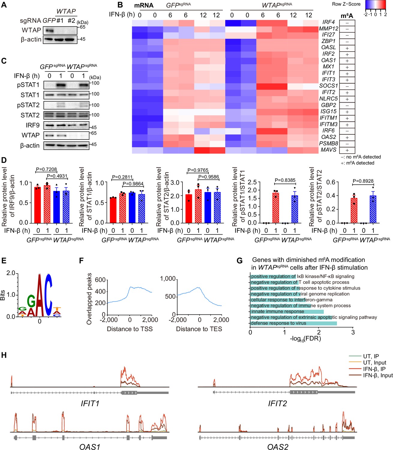 Phase transition of WTAP regulates m6A modification of