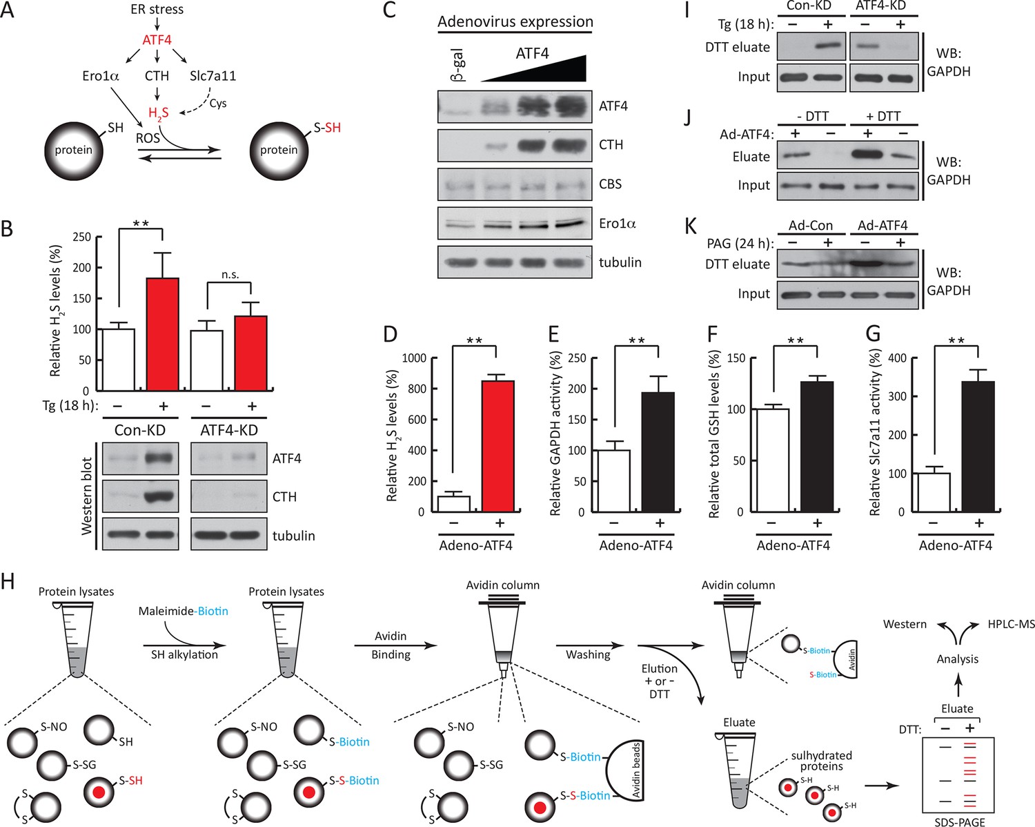 Quantitative H2S-mediated protein sulfhydration reveals metabolic ...