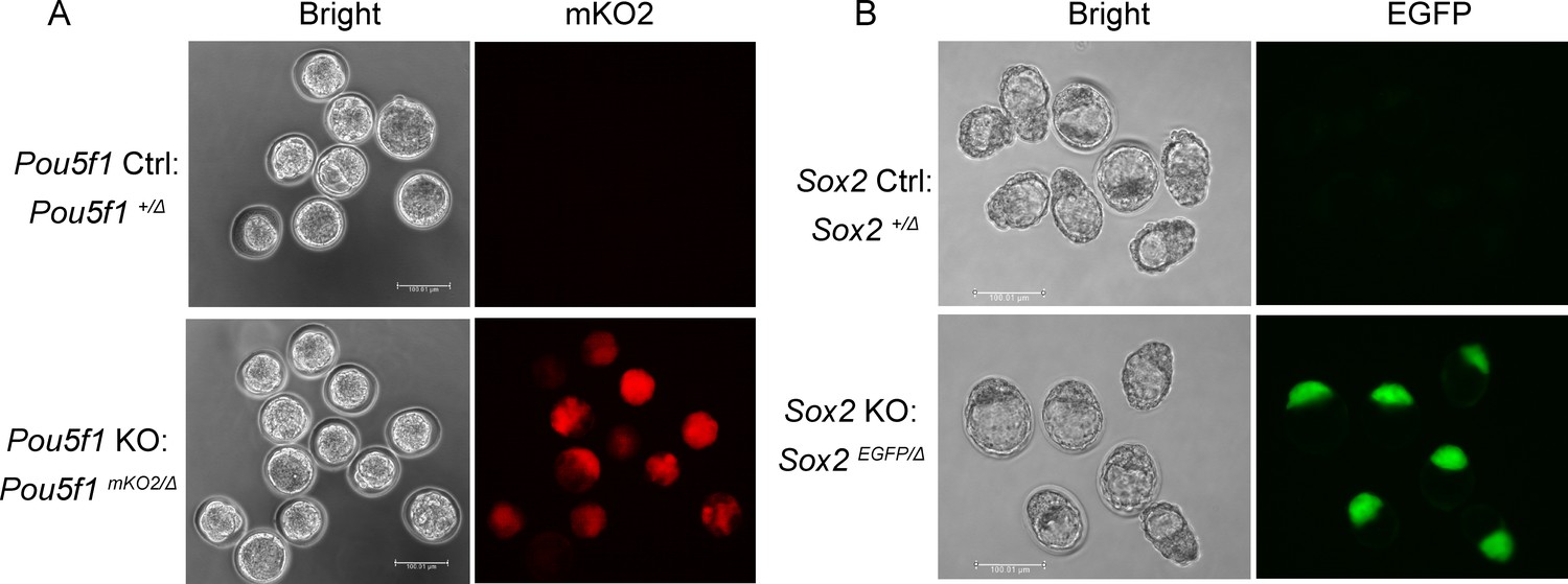 中村 Frontiers | Metabolic reprogramming and immunological