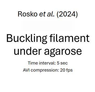 posterframe for video