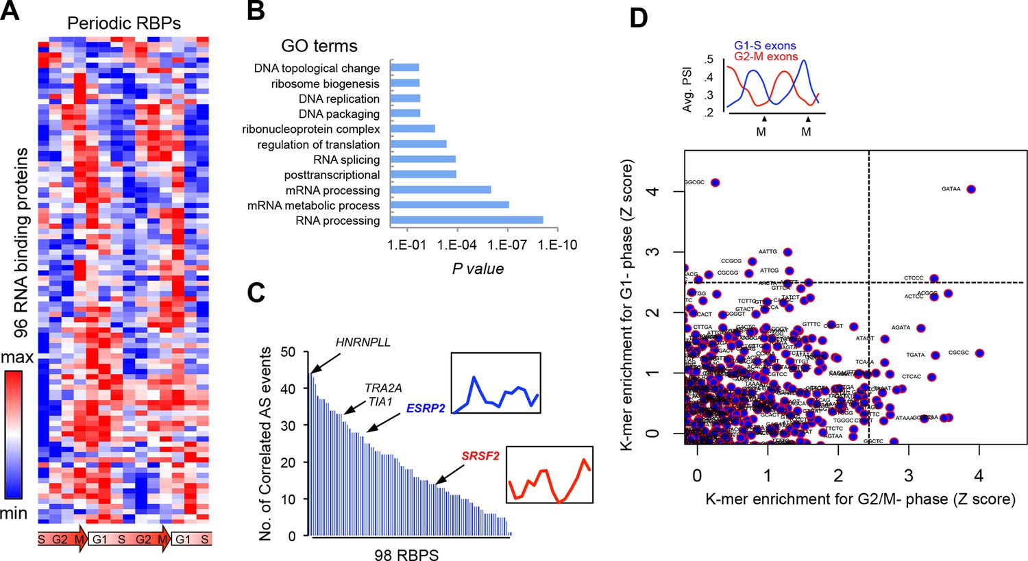 An Extensive Program Of Periodic Alternative Splicing Linked