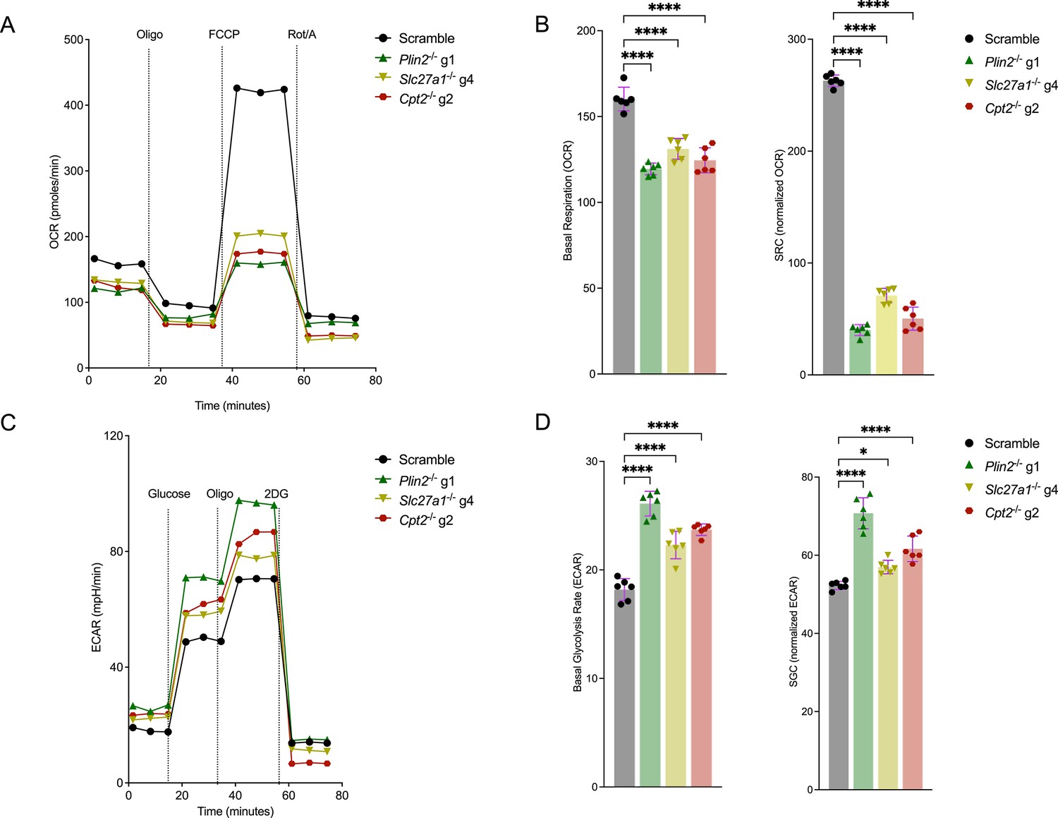 Impaired fatty acid import or catabolism in macrophages