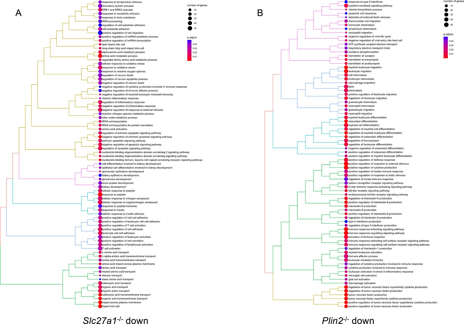 Impaired fatty acid import or catabolism in macrophages
