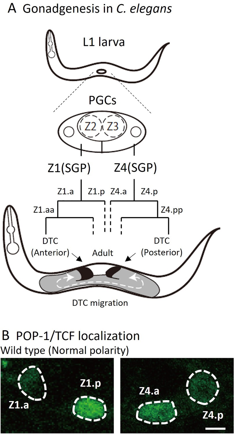 Distinct functions of three Wnt proteins control mirror-symmetric ...