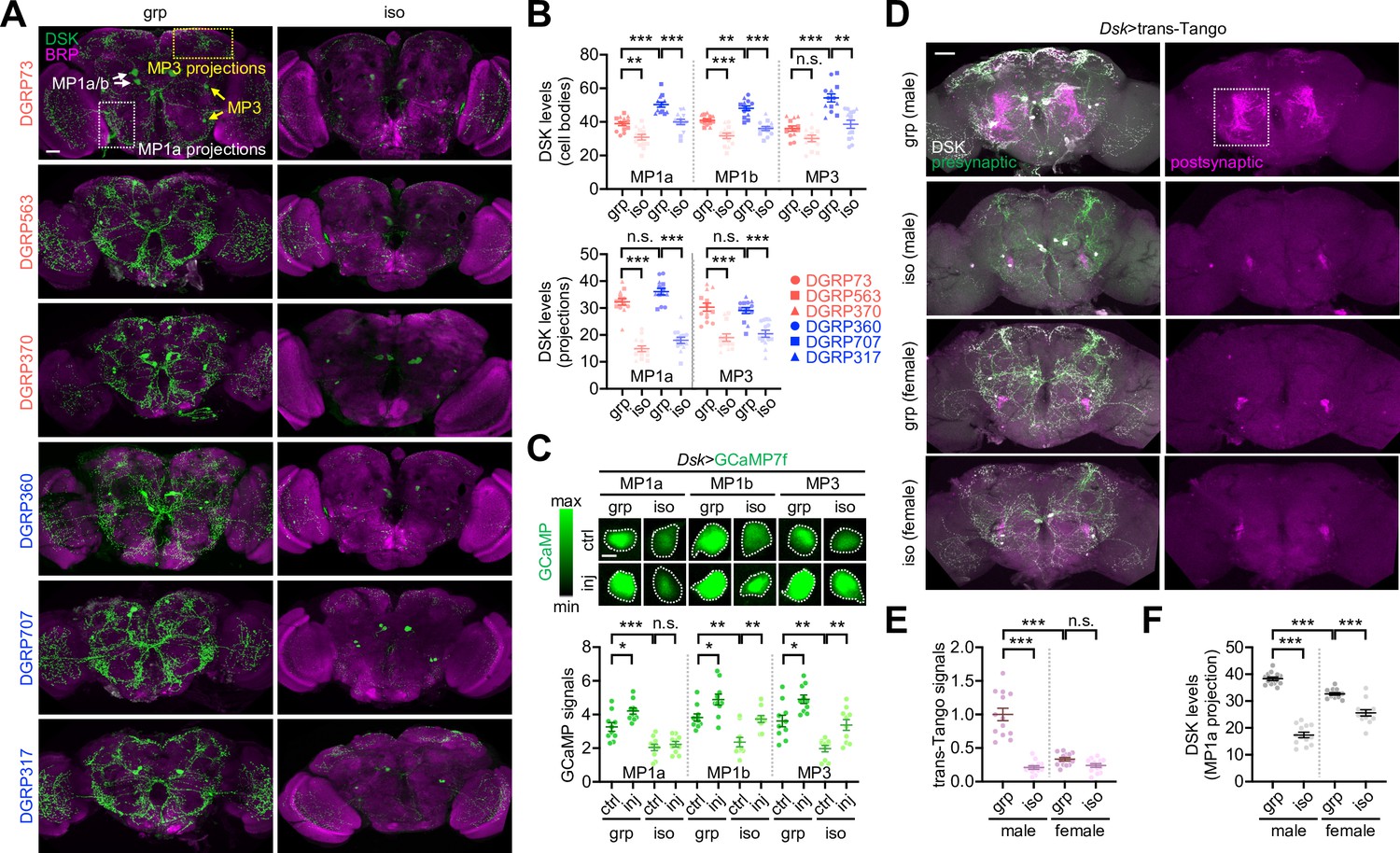 DREAM DOLPHIN 光合成 photosynthesis Drosulfakinin signaling encodes early-life memory for