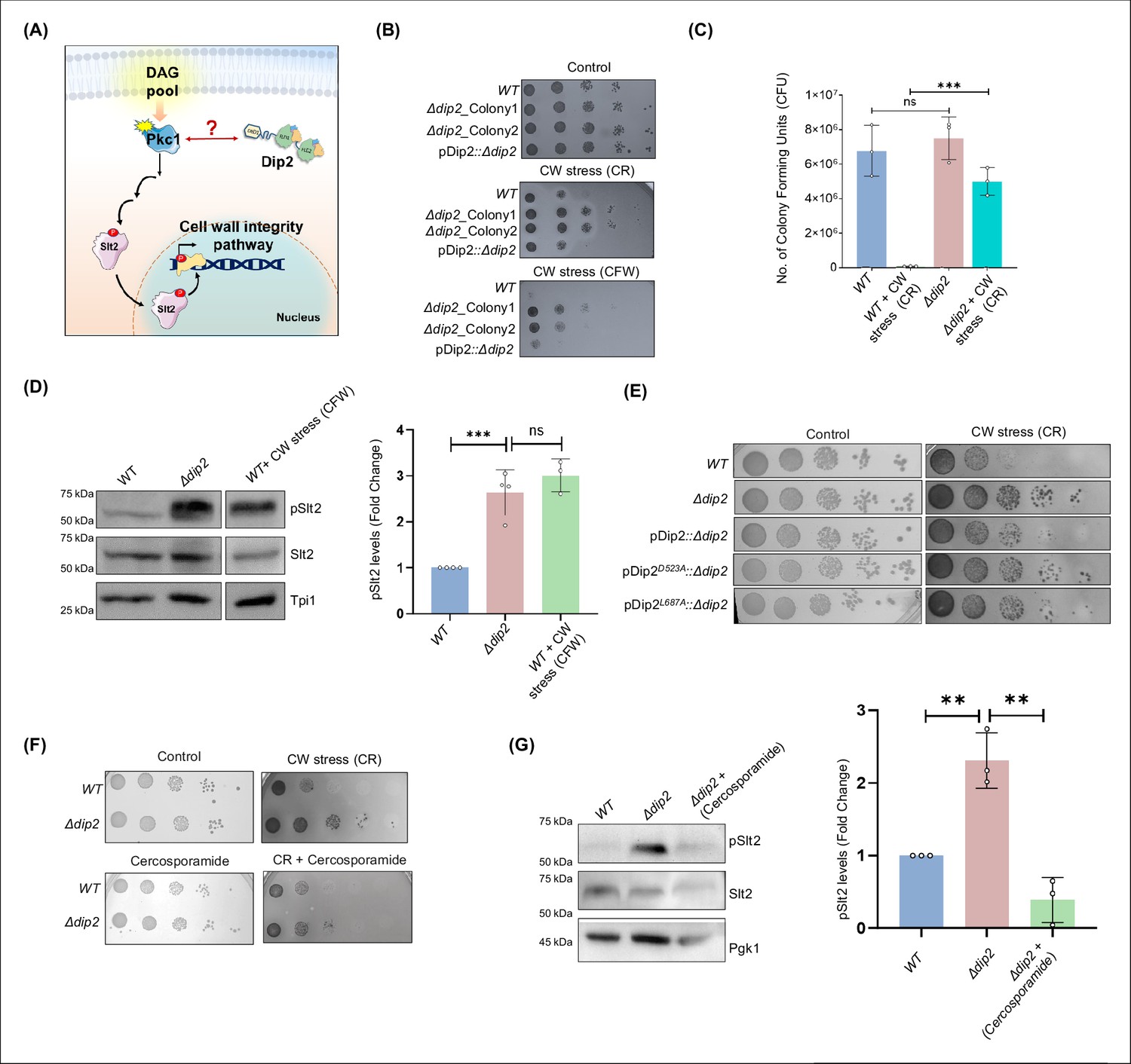 Emergence of Dip2-mediated specific DAG-based PKC signalling