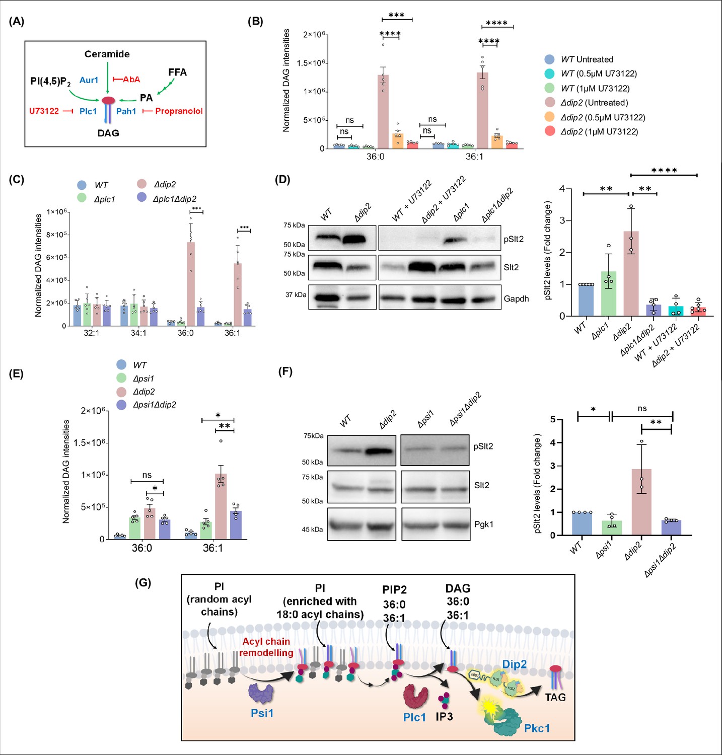 Emergence of Dip2-mediated specific DAG-based PKC signalling