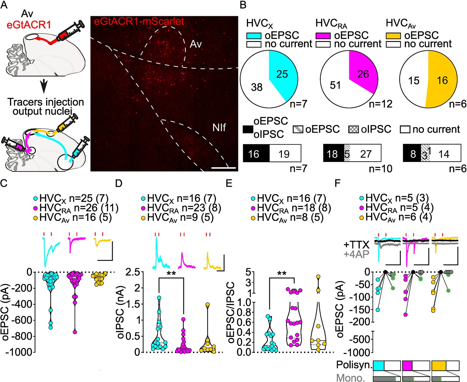 Figures and data in Synaptic connectivity of sensorimotor