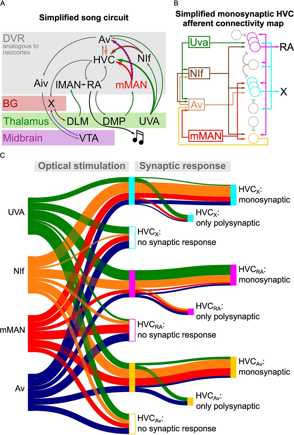 Figures and data in Synaptic connectivity of sensorimotor