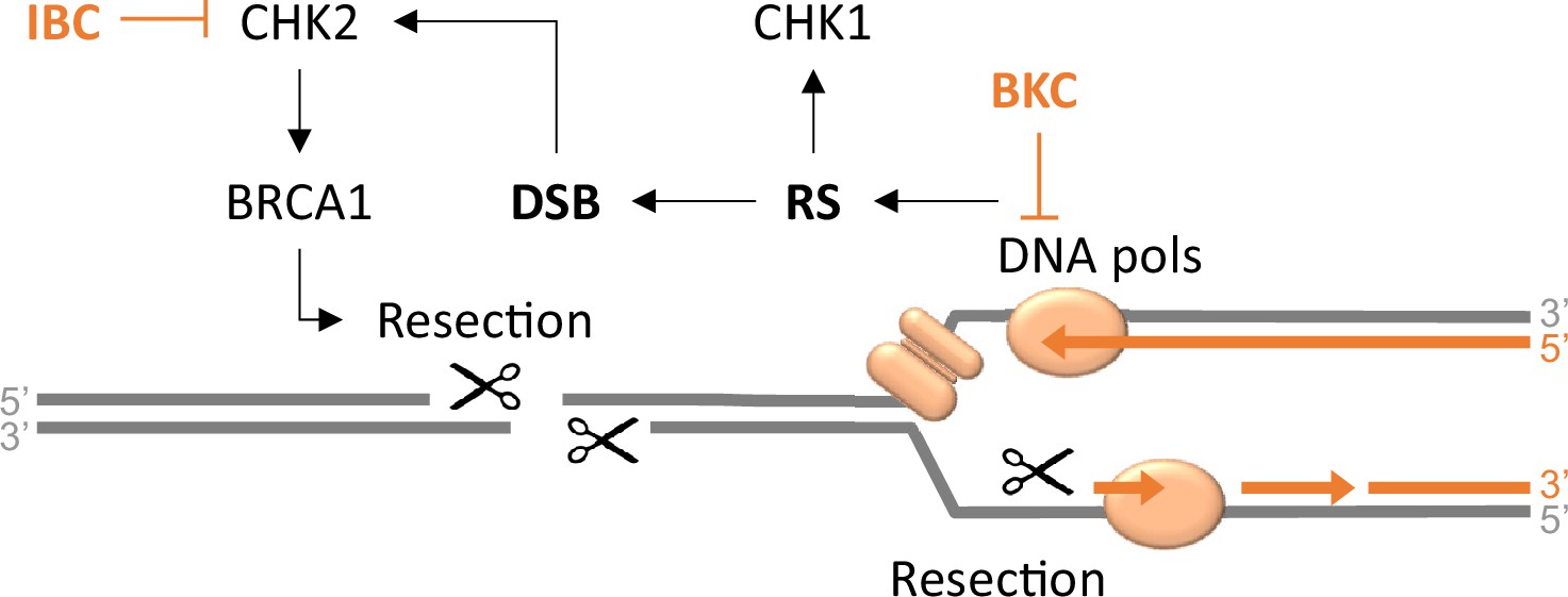 Synergistic effect of inhibiting CHK2 and DNA replication on cancer cell  growth | eLife