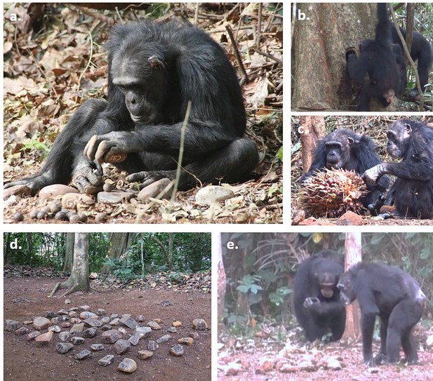 野生チンパンジーにおける加齢と道具使用の関係を調査(Past their prime? Tool use declines with age in wild chimpanzees)