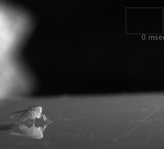 posterframe for video