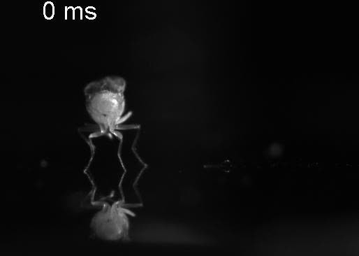posterframe for video