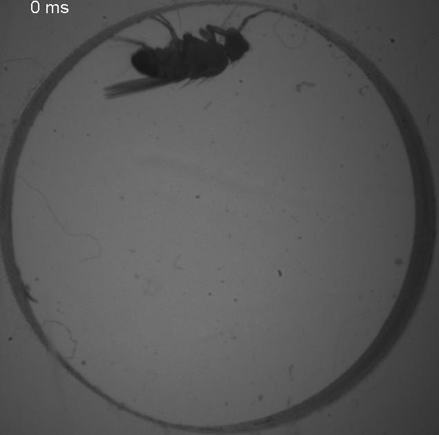 posterframe for video
