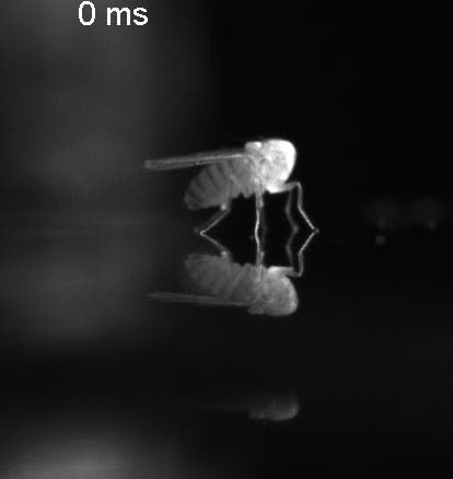 posterframe for video