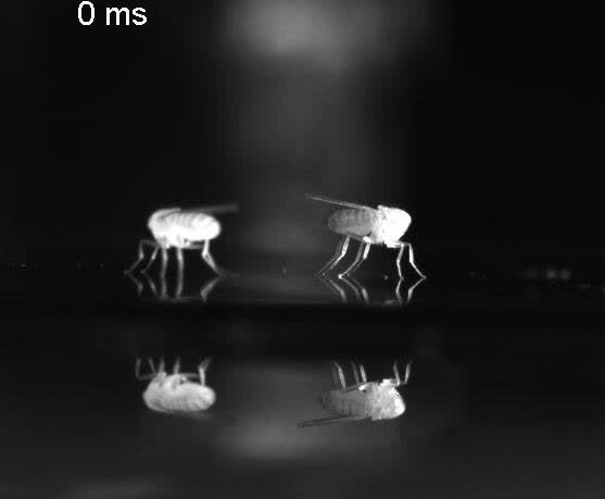 posterframe for video