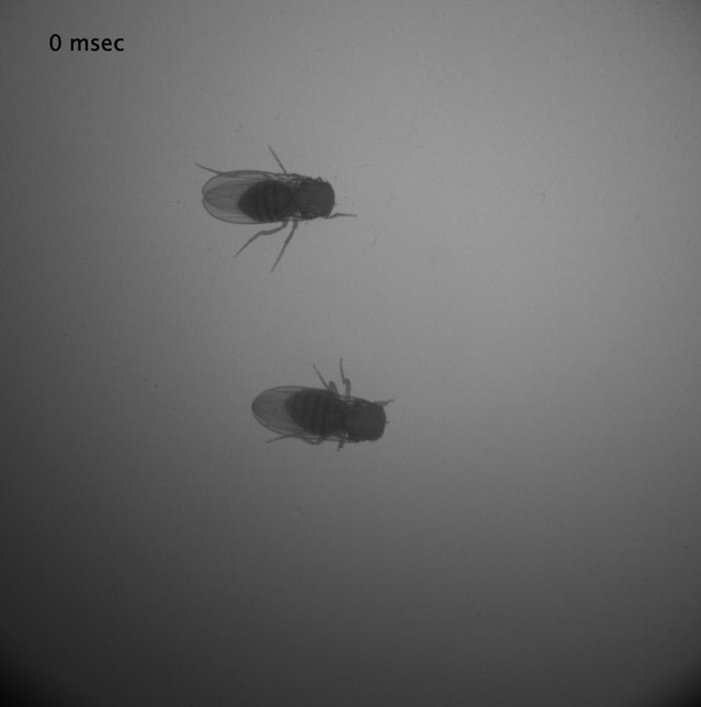posterframe for video