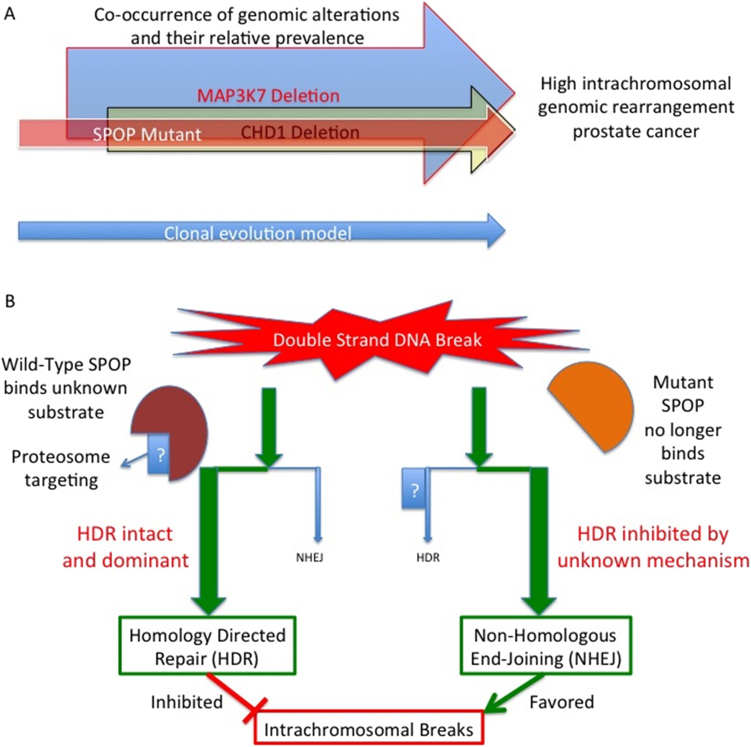 Prostate Cancer: SPOP the mutation | eLife