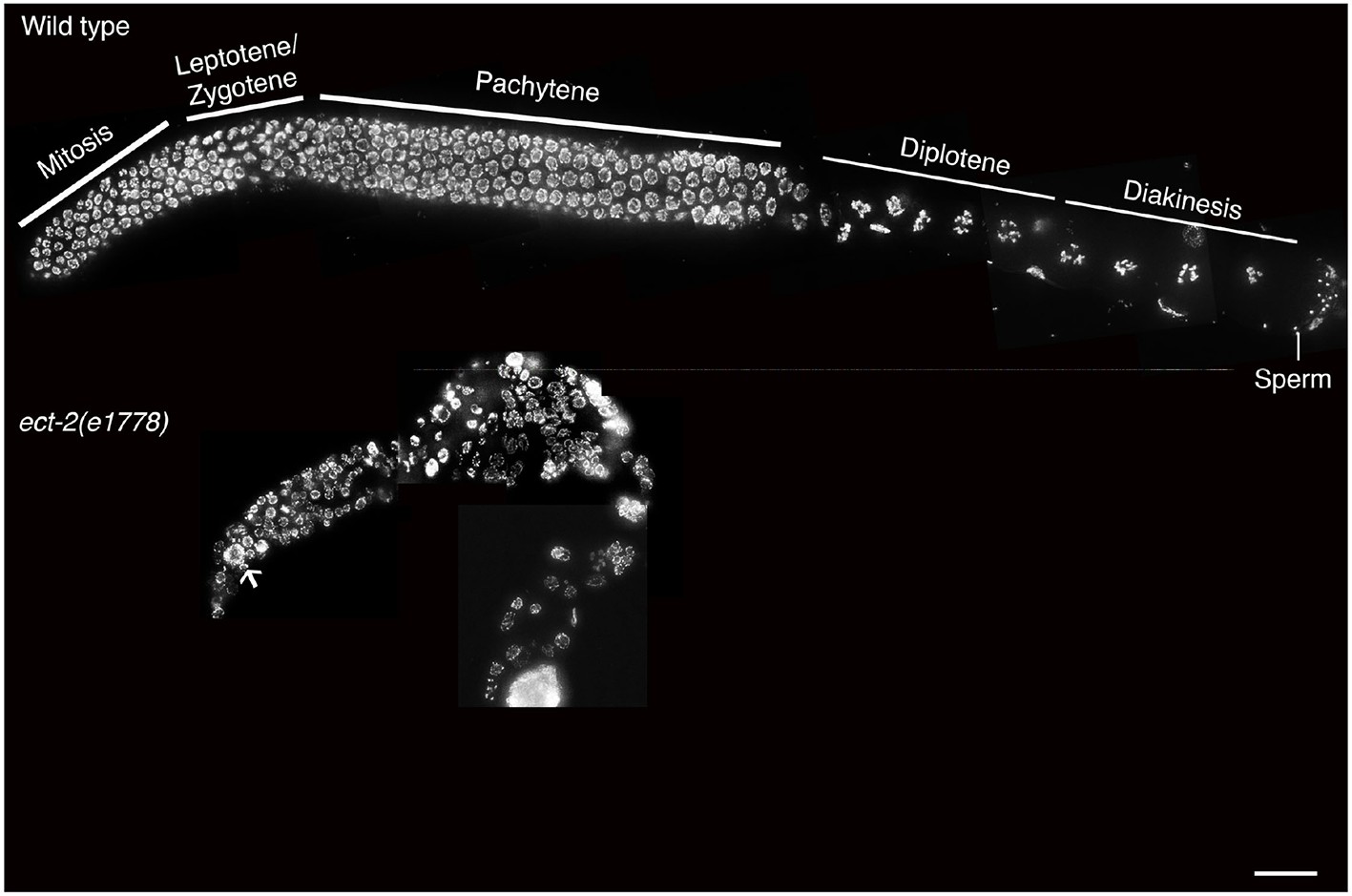The Map Kinase Pathway Coordinates Crossover Designation With