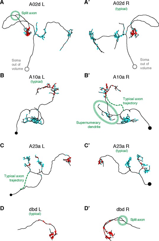 Figures and data in Quantitative neuroanatomy for connectomics in ...