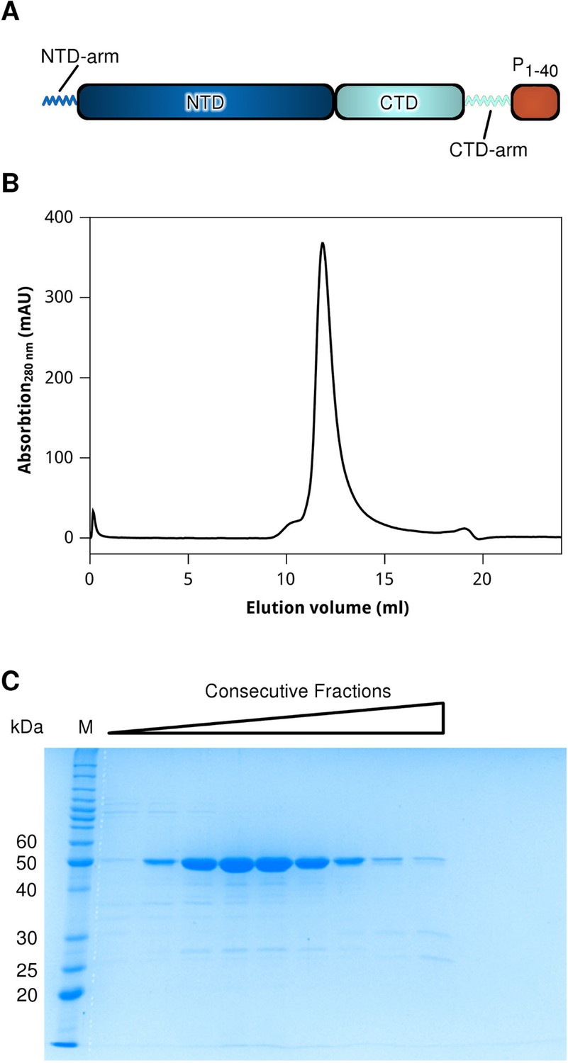 Construct design and purification of the HMPV N0-P hybrid.