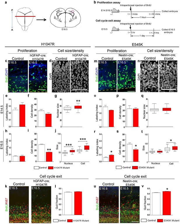 Mouse models of human PIK3CA-related brain overgrowth have acutely ...