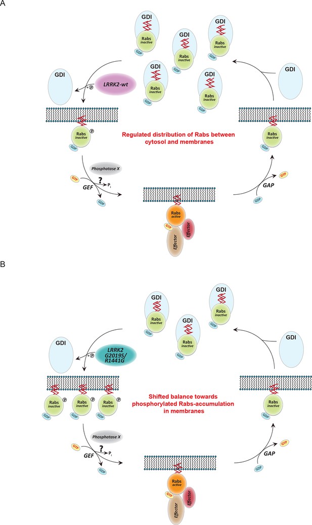 Phosphoproteomics Reveals That Parkinson's Disease Kinase LRRK2 ...