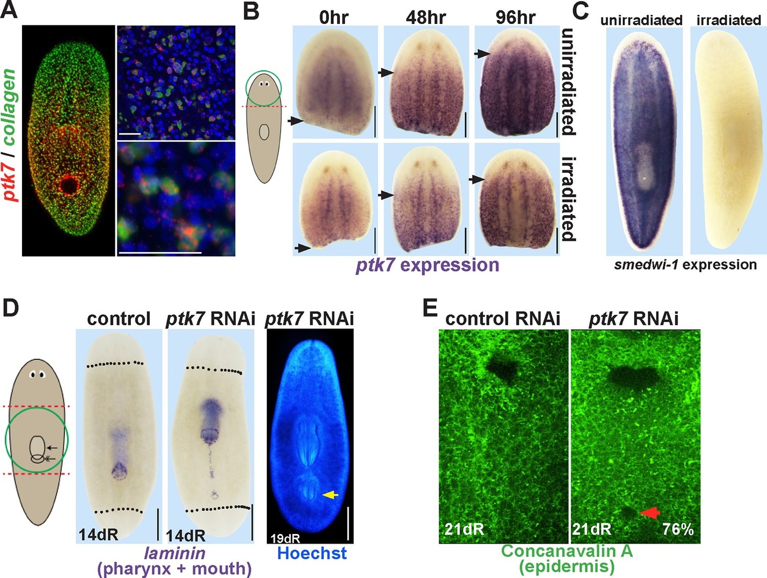 Wnt, Ptk7, and FGFRL expression gradients control trunk positional