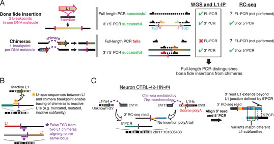 Resolving rates of mutation in the brain using single-neuron genomics ...