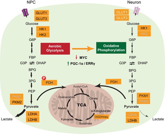 Metabolic reprogramming during neuronal differentiation from aerobic ...