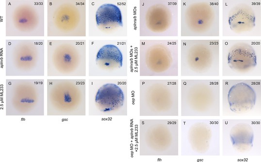 Figures and data in The Apelin receptor enhances Nodal/TGFβ signaling ...