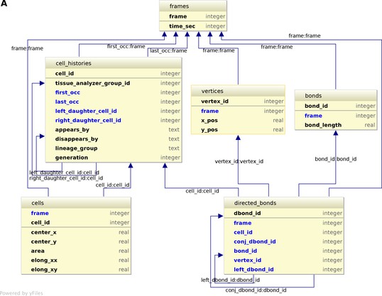 Figures and data in TissueMiner: A multiscale analysis toolkit to ...