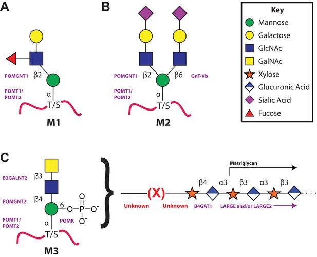 The Functional O-mannose Glycan On α-dystroglycan Contains A Phospho ...