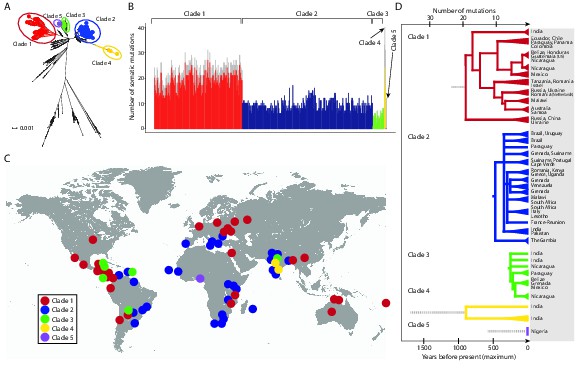 Mitochondrial Genetic Diversity Selection And Recombination In A Canine Transmissible Cancer Elife Mitochondrial Genetic Diversity Selection And Recombination In A Canine Transmissible Cancer Elife