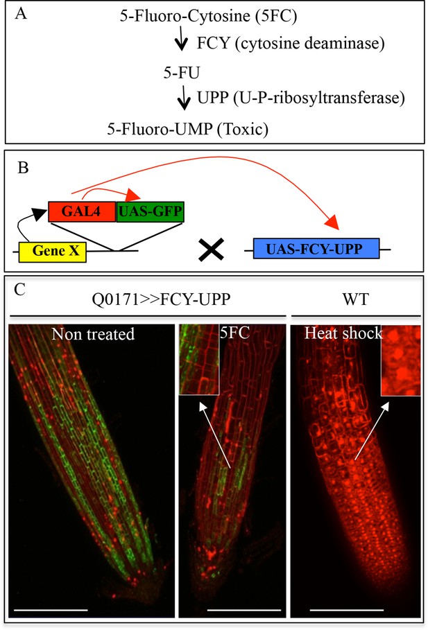 figures-and-data-in-a-novel-role-for-the-root-cap-in-phosphate-uptake