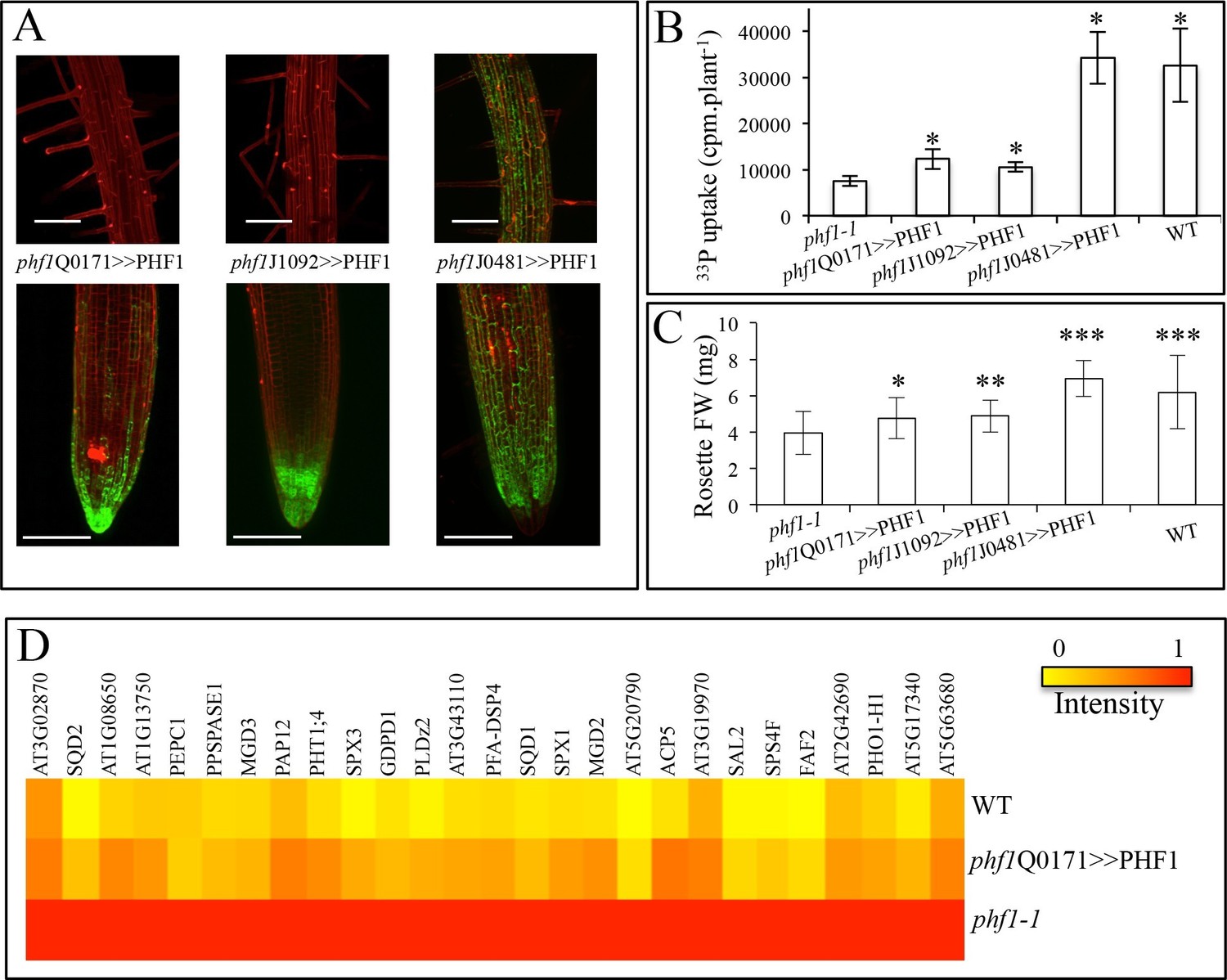 A Novel Role For The Root Cap In Phosphate Uptake And Homeostasis