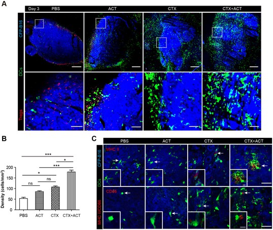 Long-term Intravital Imaging Of The Multicolor-coded Tumor ...