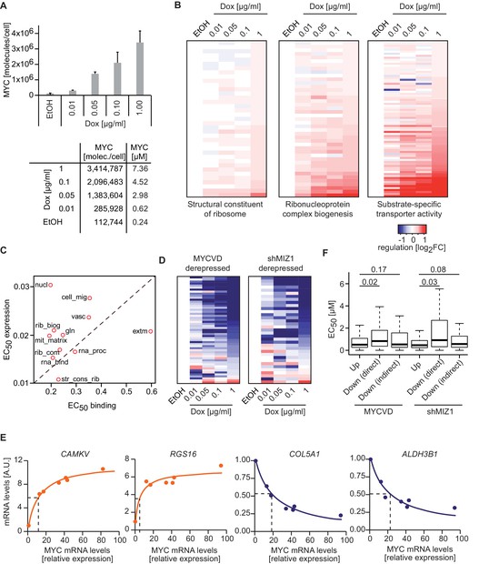 Different promoter affinities account for specificity in MYC-dependent ...