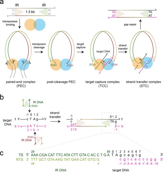 A bend, flip and trap mechanism for transposon integration | eLife