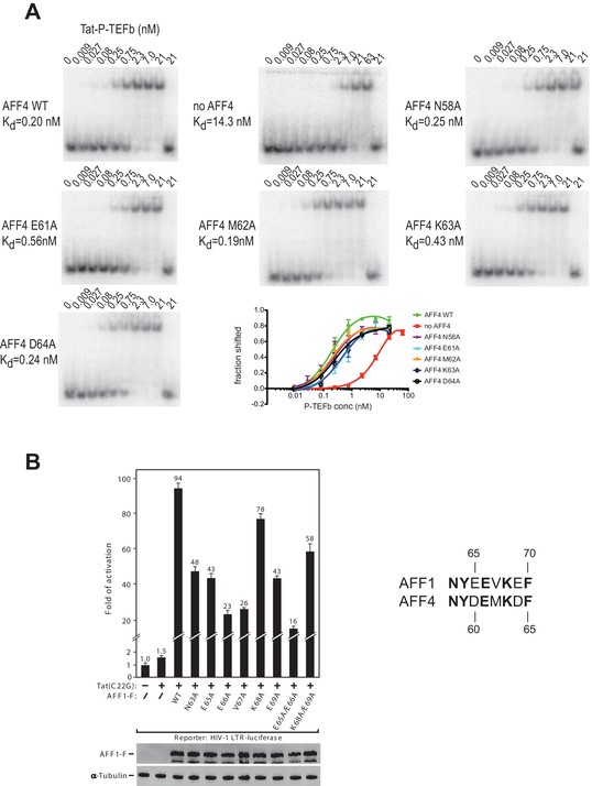 Insights Into HIV 1 Proviral Transcription From Integrative Structure