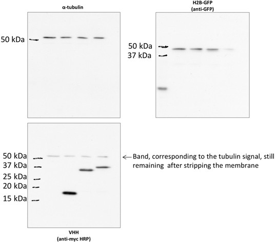 Figures and data in NaLi-H1: A universal synthetic library of humanized ...