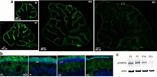 Proneurotrophin 3 Promotes Cell Cycle Withdrawal Of Developing