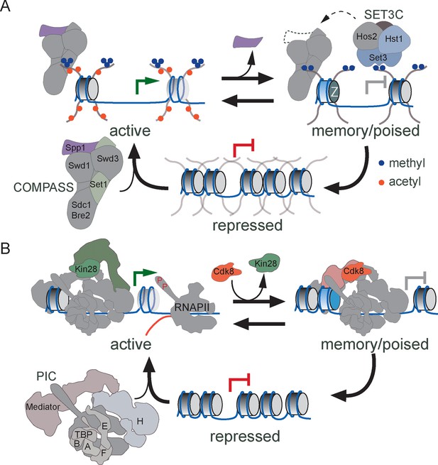 Set1/COMPASS and Mediator are repurposed to promote epigenetic ...